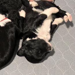 Aussiedoodle Puppies from Happy Hippy Doodles