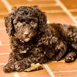 Bernedoodles and Labradoodles from Doodles Making a Difference