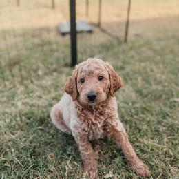 Thomas - Apricot male Goldendoodle puppy in Yukon, Oklahoma from Bows and Ties Doodles, LLC