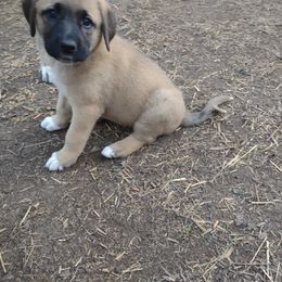 Anatolian Shepherd Dog All Grown Up from Schmahl Family Farms