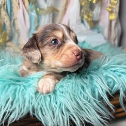 Jeter (formerly Milo) - Dapple male Dachshund puppy in New Albany, Mississippi from Double A. Doxies