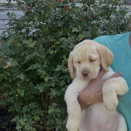 Riley - Yellow male Labrador Retriever puppy in Norway, South Carolina from Shannon's Labrador Retrievers