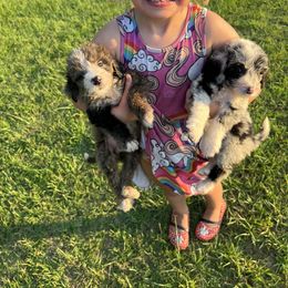 Aussiedoodle, Australian Shepherd, and Other Puppies from RoseWest Farms