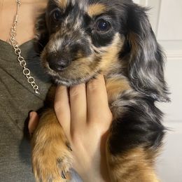 Dachshund Puppies from Yellowstone Dachshunds