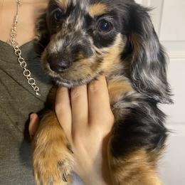 Dachshund Puppies from Yellowstone Dachshunds