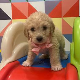 Ms. Pink - Cream female Goldendoodle puppy in Blue Springs, Missouri from Farmstead 51