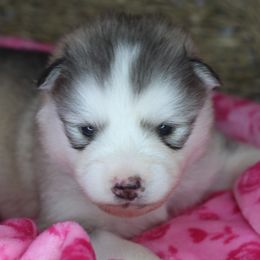 Roux - Sable and white female Alaskan Malamute puppy in Independence, Virginia from New River Valley Malamutes