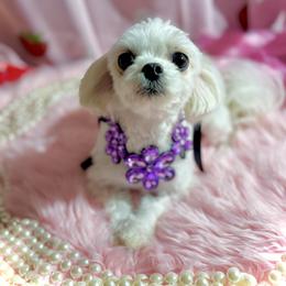 Maltese puppies from Prime Paradise Kennel