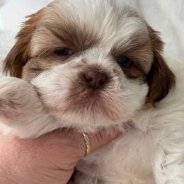 Tessa - Gold and white female Shih Tzu puppy in Orlando, Florida from Shih Tzu Puppy in Orlando