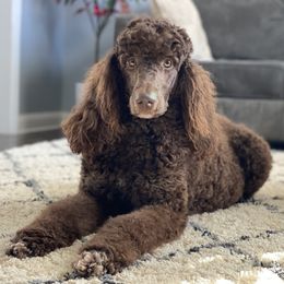 Chloe - Poodle