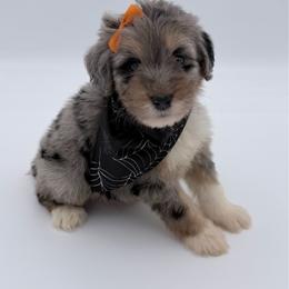 Apricot - Blue merle female Aussiedoodle puppy in Cartersville, Georgia from Simply Blessed Doodles