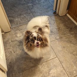 Kylo - Pomeranian