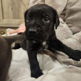 Dutton - Black male Cane Corso puppy in Roachdale, Indiana from Cast Iron Kennels