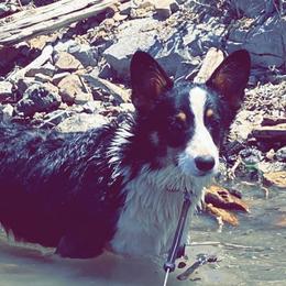 Rambo - Pembroke Welsh Corgi