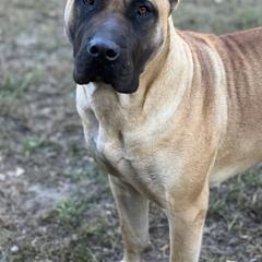 Cat - Fawn female Perro de Presa Canario puppy in Orangeburg, South Carolina from Stephanie Ruiz