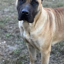 Cat - Fawn female Perro de Presa Canario puppy in Orangeburg, South Carolina from Stephanie Ruiz