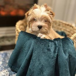 Biewer Terrier and Russian Salon Dog Puppies from Petit Bijou