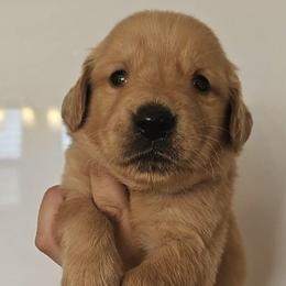 Golden Retrievers and Labrador Retrievers from Keller's Retrievers