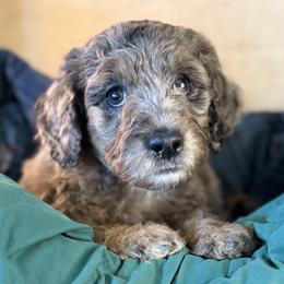 Everglades - Tri-color male Labradoodle puppy in Lubbock, Texas from Lucky Labradoodles
