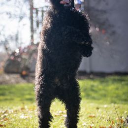 Poodle All Grown Up from River Shine Standard Poodles