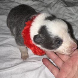 Domino - White and blue male Border Collie puppy in Foley, Alabama from Bama Border Collies