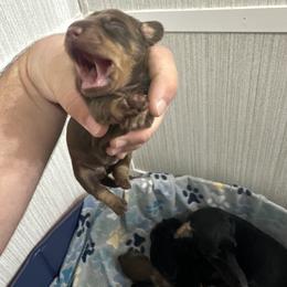 Dachshund Puppies from Johnson’s Weiner Farm