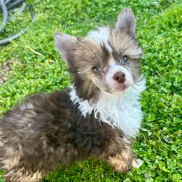 Boy 1 - Chocolate male Chinese Crested puppy in Rockvale, Tennessee from Cosmic Chinese Cresteds & Wind-Echo Poodles