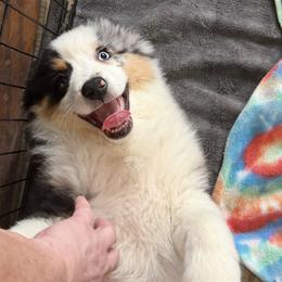 Lang - Blue merle male Miniature American Shepherd puppy in Garysburg, North Carolina from Schaefer's Miniature American Shepherds