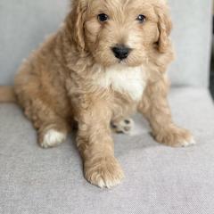 Assorted Doodle Crosses Puppies from Barking Blessings