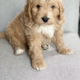 Assorted Doodle Crosses Puppies from Barking Blessings