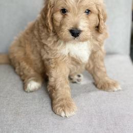 Assorted Doodle Crosses Puppies from Barking Blessings