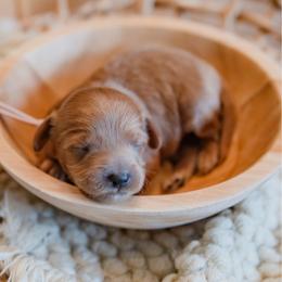 Miranda Lambert - Red  female Goldendoodle puppy in Lumberton, Mississippi from SouthernDoodlebug/ Utah Doodlebug