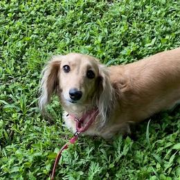 Butters - Dachshund