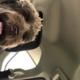 Ruby - Australian Labradoodle