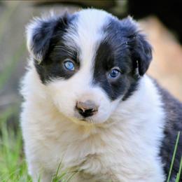 Iggy - Black and white male Border Collie puppy in Custer, South Dakota from Pinpoint Border Collies