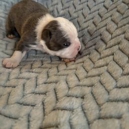 Boy 1 - Blue male Boston Terrier puppy in Charleston, West Virginia from Mountain Momma Bostons