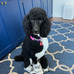 Storm - Poodle