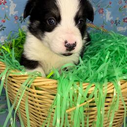 Rafiki - Black and tan male Pembroke Welsh Corgi puppy in Washington from KB Corgis