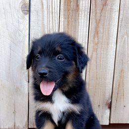 Girl 6 - Black tri-color Australian Shepherd puppy in Chino, California from RanchLand Aussies HC