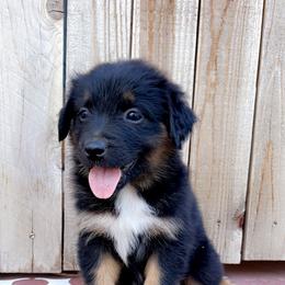 Girl 6 - Black tri-color Australian Shepherd puppy in Chino, California from RanchLand Aussies HC