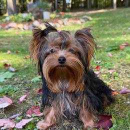 Amillia - Black and gold female Yorkshire Terrier puppy in Daggett, Michigan from Hetzel’s Enchanted Yorkies (Michigan)