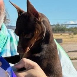 Kissee - Miniature Pinscher