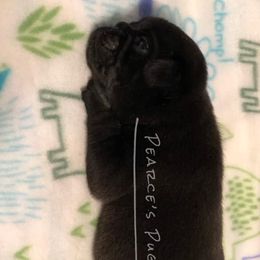 Pugs from J&R Companions