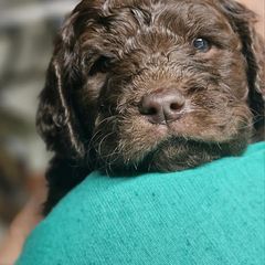 Double Doodle and Goldendoodle Puppies from Bert's Doodles