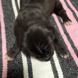 Girl 6 - Black and white female Great Dane puppy in Indianola, Iowa from Bull West Kennels