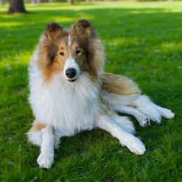 Maggie - Sable and white female Collie puppy in Mount Orab, Ohio from Plum Creek Collies