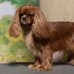Coral - Cavalier King Charles Spaniel