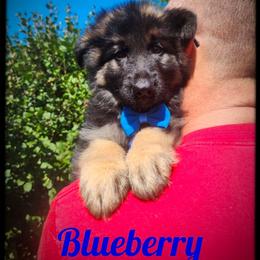 Blueberry - Black and tan male German Shepherd puppy in Fort Jennings, Ohio from Von Holtzapple German shepherds