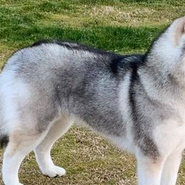 Siberian Huskies from Pandora Siberian’s