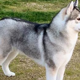 Siberian Huskies from Pandora Siberian’s